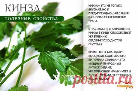 полезная трава