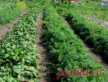 Метод Миттлайдера ( дачникам)