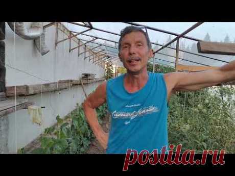 Сажаю огурцы три раза за сезон