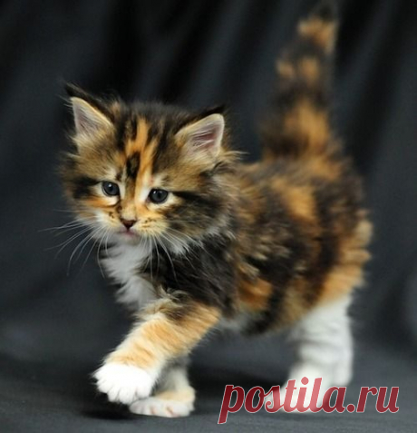 Pinterest: инструмент для поиска и хранения интересных идей