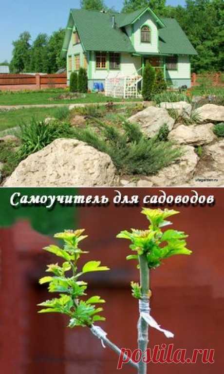 Прививка в боковой зарез | Дачная жизнь - сад, огород, дача
