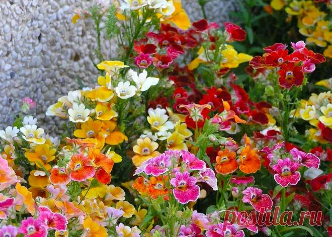 Немезия: посадка и уход в открытом грунте, выращивание из семян, использование в ландшафтном дизайне