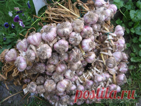 Сибирский способ посадки чеснока – урожай гарантирован