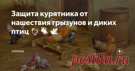 Защита курятника от нашествия грызунов и диких птиц 🐔🐀🕊 Добрый день, опытные и начинающие птицеводы! Защита курятника от нашествия грызунов и диких птиц в нашем материале. Как обезопасить птичник и пернатое хозяйство от крыс, мышей, диких птиц, а, соответственно, сберечь домашнее подворье от болезней?
Чем опасны крысы, мыши и дикие птицы для кур?
Основные грызуны, которые могут поселиться в курятнике или рядом с ним – это мыши и крысы. Помимо того,