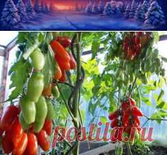 боремся с фитофторой( в комментах)