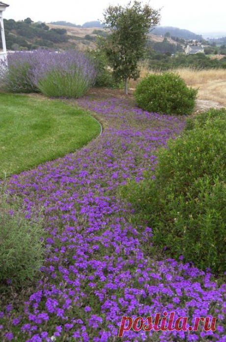 The classic river of plants consists of one variety and hue for a bold statement. This planting gains structure from well-placed evergreens and and a clump of Russian sage, echoing the natural look of stones and boulders in a creek. Landscape by Van De Voorde Elemental Design Group   |  Найдено на сайте houzz.com.