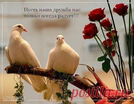 белоснежная пара