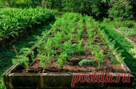 Методы посадки моркови без прореживания рядков
Добрый день, мой читатель. С наступлением весны дачники приступают к посеву различных культур, одной из первых является и морковь. Каждый огородник желает тратить как можно меньше времени на прореживание этого овоща. Морковь. Иллюстрация для статьи используется по стандартной лицензии ©life-hacky.ru Для садоводов есть несколько интересных методов...
Читай дальше на сайте. Жми подробнее ➡