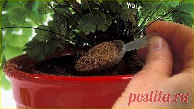 10 лучших подкормок для ваших комнатных цветов, которые оживят даже сухой куст!