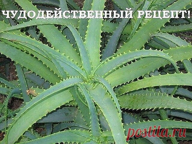 ПРО АЛОЭ
Чудодейственный рецепт
Предлагаю попробовать данный чудодейственный рецепт, который помогает укрепить иммунитет, снять воспаление (любое), вылечить ангину, грипп, радикулит, болезни печени и желудка, женские болезни, туберкулез и даже рак на начальных стадиях, он очищает кровь и действует общеукрепляюще. Я его пила, когда болела воспалением легких. Помогает хорошо.
Рецепт:
Взять 375 г листиков алое (возраст не менее 3-х лет), причем , перед тем, как срезать - не п...