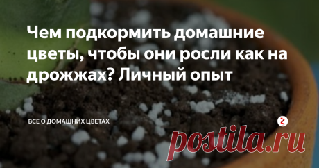 Чем подкормить домашние цветы, чтобы они росли как на дрожжах? Личный опыт