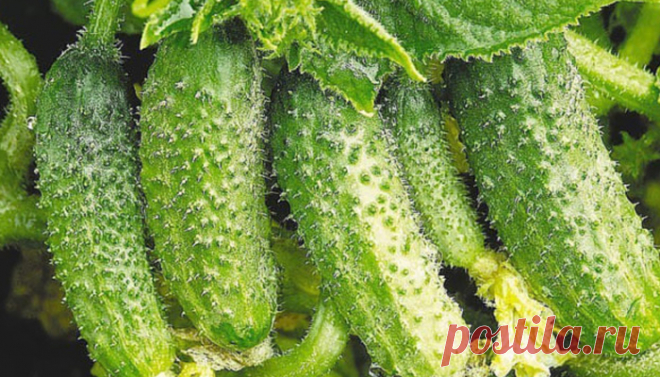 Увеличиваем корневую систему огурцов 

Существует еще весьма эффективный метод выращивания раннего урожая огурцов — в среднем по 20-25 шт. с каждого куста. Урожай при использовании этого метода в несколько раз выше обычного.
Для этого су…