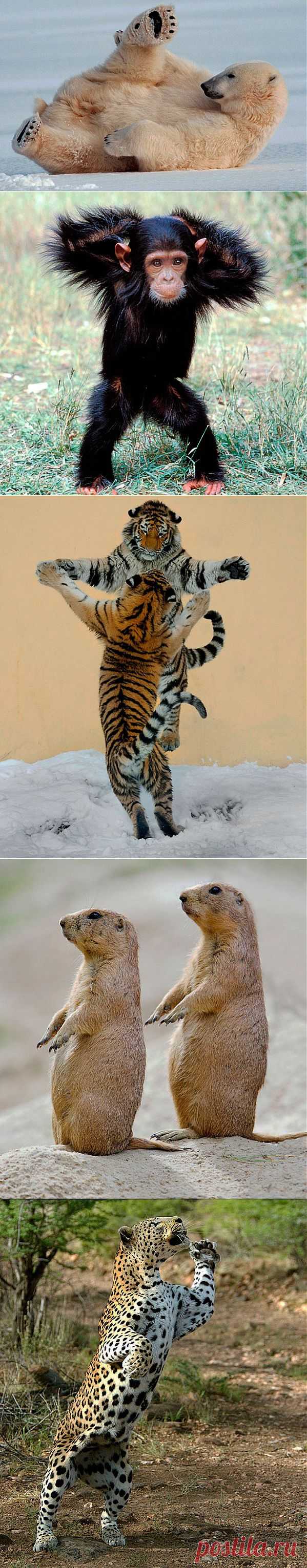 (+1) тема - Танцующие животные | ЛЮБИМЫЕ ФОТО
