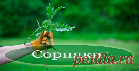 Как уничтожить сорняки без химии