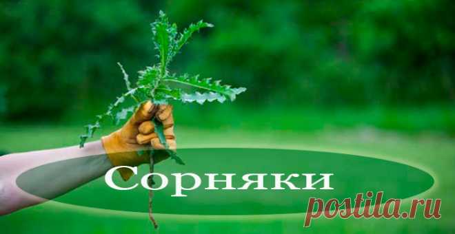 Как уничтожить сорняки без химии