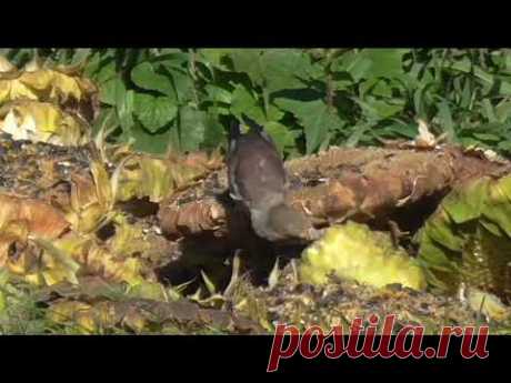 Птички дубоносы на моих подсолнухах // Grosbeak birds on my sunflowers