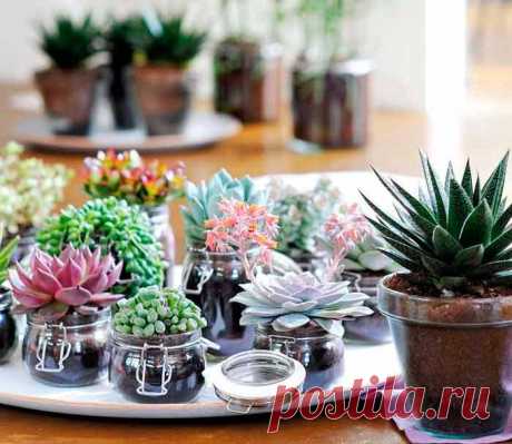 Суккуленты – особенные цветы Суккуле́нты (от лат. succulentus, «сочный») — растения, имеющие специальные ткани для запаса воды.Мир комнатных растений очень разнообразен и необычен. Одними из его представителей, обладающими высоки...