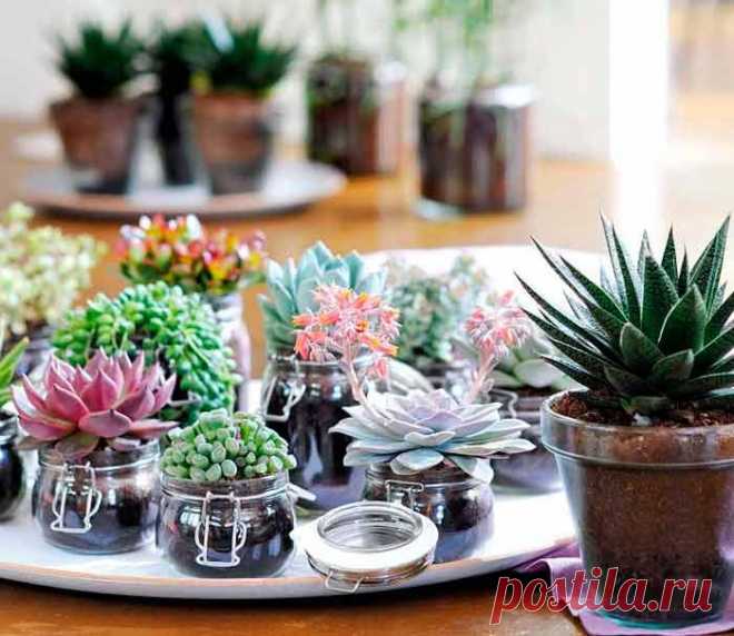 Суккуленты – особенные цветы Суккуле́нты (от лат. succulentus, «сочный») — растения, имеющие специальные ткани для запаса воды.Мир комнатных растений очень разнообразен и необычен. Одними из его представителей, обладающими высоки...