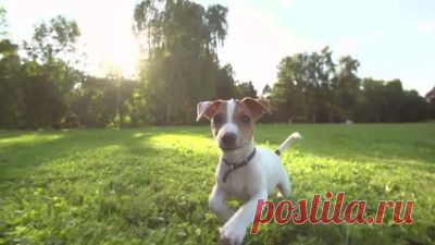 Petsâ€™ Network - UPET.com