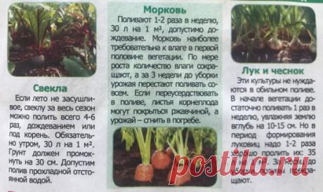 Огород. Полив овощей