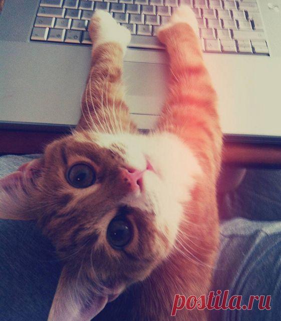 15 котов, которые и не подозревают, что у вас есть личное пространство | KaifZona.Ru