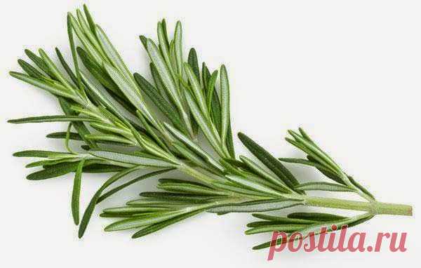Всё самое интересное!: 5 продуктов улучшающих память
