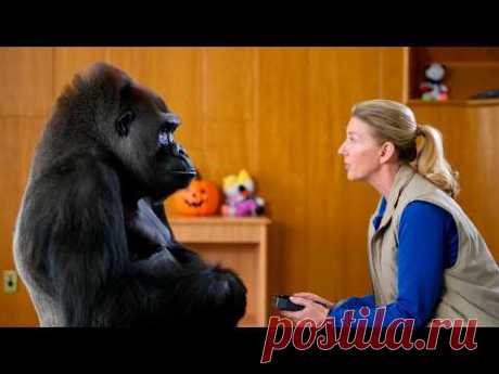 Горилла знала язык жестов и рассказала то от чего волосы встают дыбом!