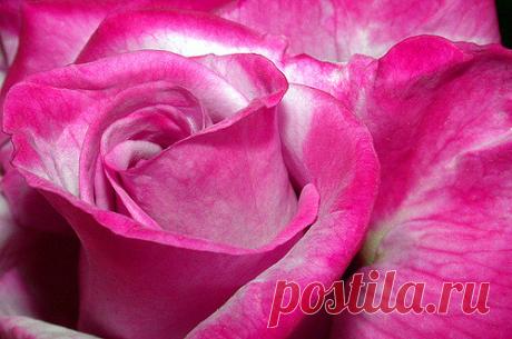 Rose Macro  C95-3-28-08_7424