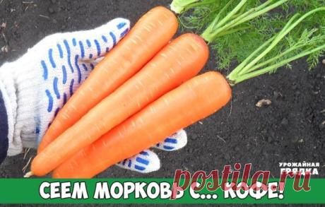 Сеем морковь с... кофе!

Надо перемешать семена моркови с высушенным испитым кофе. Эффект от этого такой - реже сеются семена (меньше прореживать), и удобряют. А самое главное, что запах кофе отпугивает паразитов, вредителей моркови! Урожай всегда отличный и хранится всю зиму.