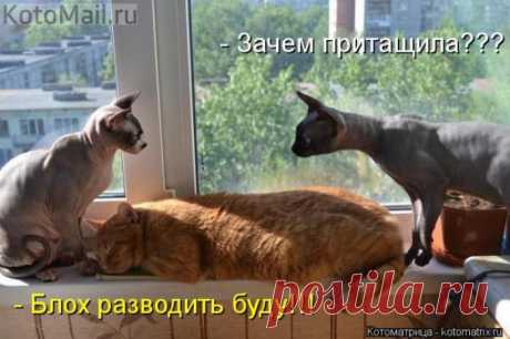 ЕЩЁ КОТЭ | KotoMail.ru