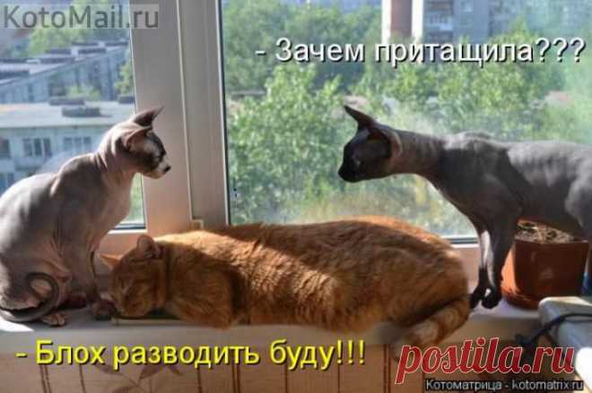 ЕЩЁ КОТЭ | KotoMail.ru
