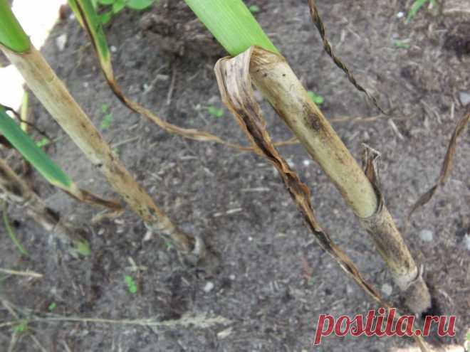 Мой главный сигнал для уборки чеснока — зрелость его шейки | Собираем урожай | Яндекс Дзен