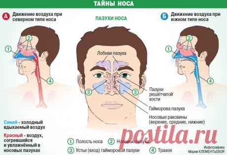 Тайны носа, или почему при насморке нельзя использовать сосудосуживающие капли (советы доктора медицинских наук) Берегите свои носы, даже если они слишком длинные!