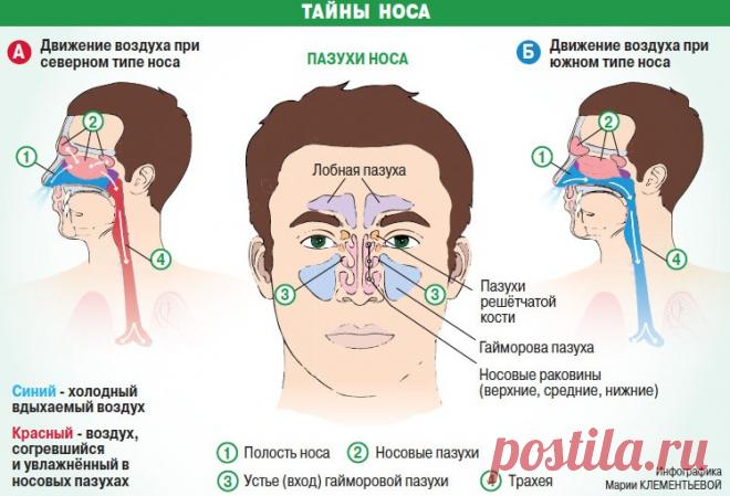Тайны носа, или почему при насморке нельзя использовать сосудосуживающие капли (советы доктора медицинских наук) Берегите свои носы, даже если они слишком длинные!