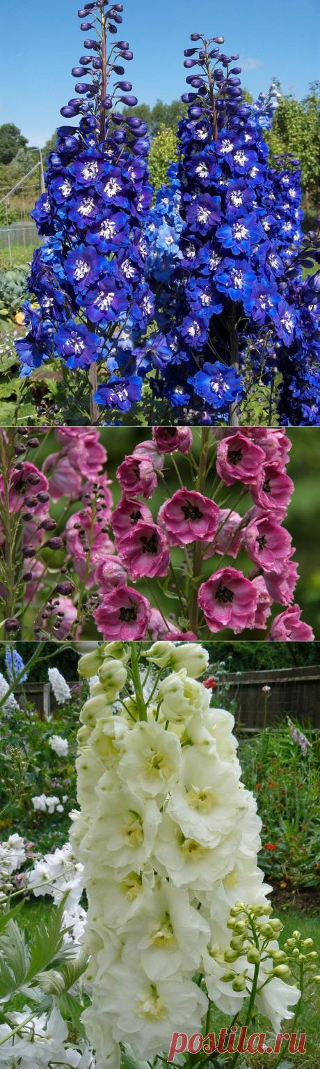 Дельфиниум | Самоцветик