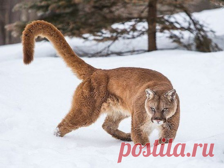 Красавица пума.