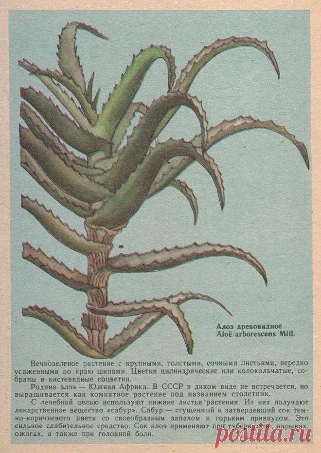 Алоэ древовидное