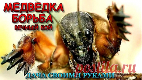 Самый ПРОСТЕЙШИЙ СПОСОБ борьба с медведкой! Как избавиться от медведки навсегда. Рассказ об одном очень интересном и пассивном методе, как бороться с медведкой на огороде и садовом участке простым средством. 
------------------------
 Конечно можно смотреть видеоролики, про народные средства от медведки и уничтожение медведки на своем участке, до одурения, сидя у зомбоящика. Народные средства от медведки уже не помогают?!!
------------------------
 У всех свои методы, но к...
