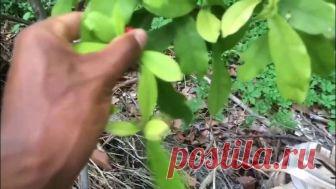 САМЫЕ НЕОБЫЧНЫЕ ЭКЗОТИЧЕСКИЕ ФРУКТЫ