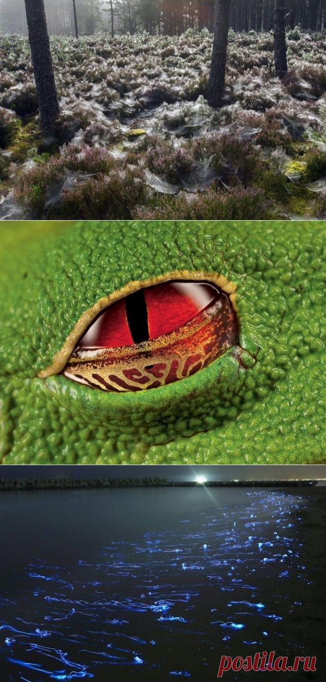 30 снимков, которые показывают, что уникальные кадры можно получить без помощи фотошопа