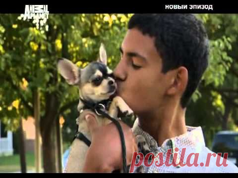 Неадекватное поведение йорка