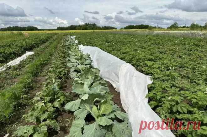 Посадка моркови в июне: будет ли урожай? Агрономы признались, от чего все зависит. Можно ли получить хрустящие корнеплоды, если посеять морковь только с приходом лета? Многих огородников терзает этот вопрос, когда планы весенних посадок рушатся.