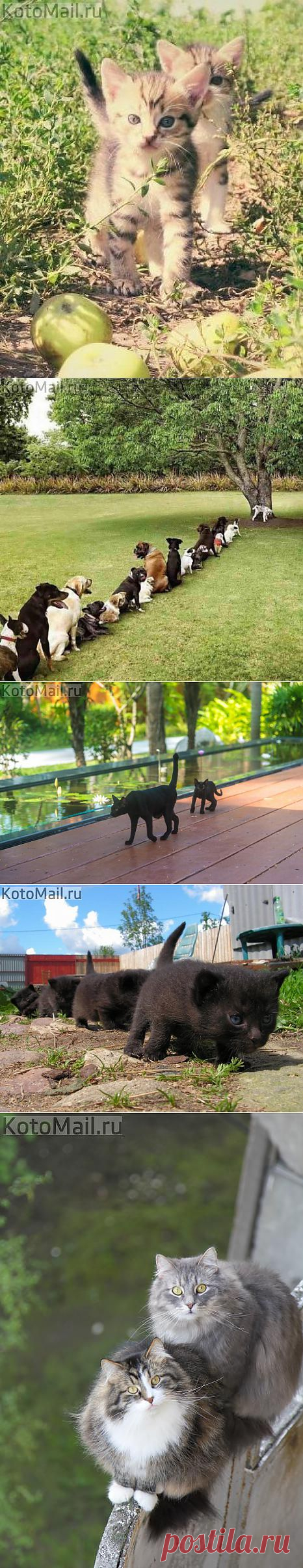 Гуськом | KotoMail.ru