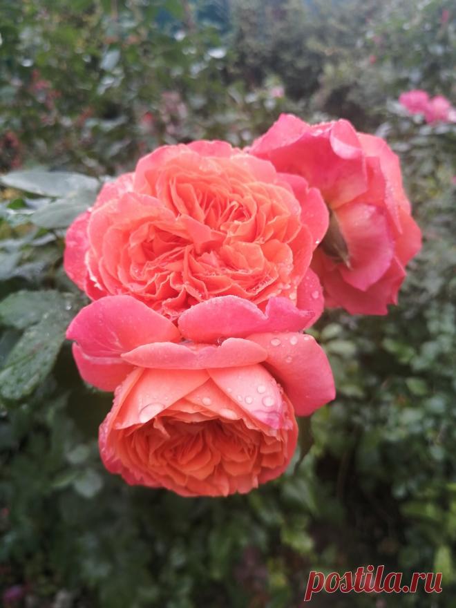 Розы после дождя в моём саду. | Про розы, сад и путешествия | Яндекс Дзен
