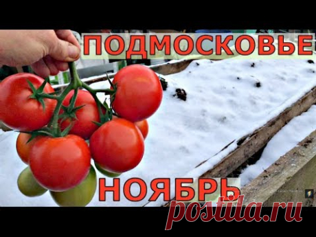 ВЫПАЛ СНЕГ - УБОРКА ПОМИДОРОВ.Обзор участка, ноябрь