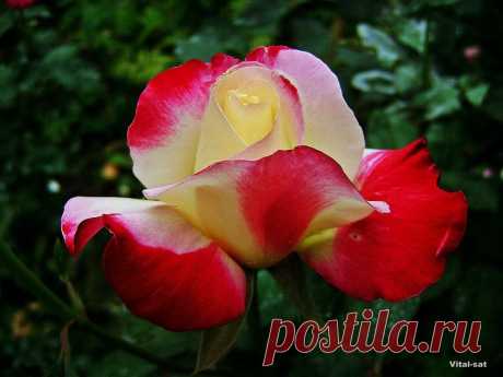 B 4 U — «Красотка августа...» на Яндекс.Фотках