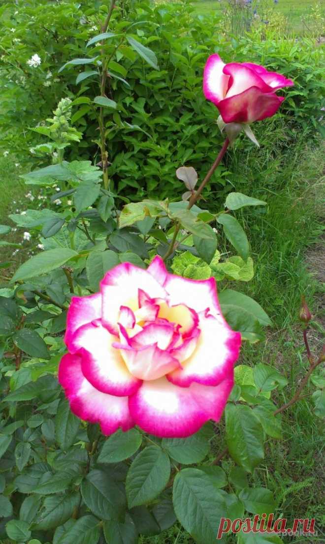 Сад Сергея Маланина | Самоцветик