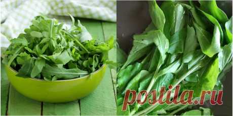 Рукола — вкус Средиземноморья на вашей грядке! — 6 соток