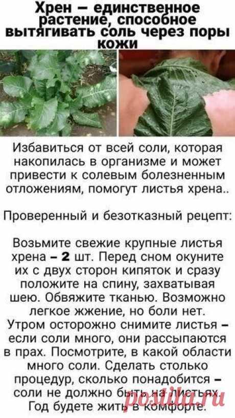 Вытяжка соли(из тела)листьями хрена