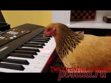 Курица играет на синтезаторе